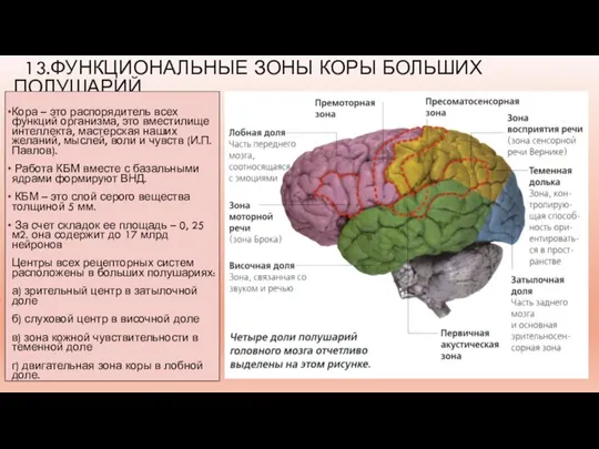 13.ФУНКЦИОНАЛЬНЫЕ ЗОНЫ КОРЫ БОЛЬШИХ ПОЛУШАРИЙ Кора – это распорядитель всех функций организма,