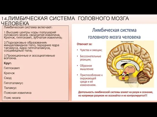 14.ЛИМБИЧЕСКАЯ СИСТЕМА ГОЛОВНОГО МОЗГА ЧЕЛОВЕКА Лимбическая система включает: 1.Высшие центры коры полушарий