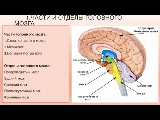 1.ЧАСТИ И ОТДЕЛЫ ГОЛОВНОГО МОЗГА Части головного мозга: 1.Ствол головного мозга 2.Мозжечок