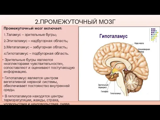 2.ПРОМЕЖУТОЧНЫЙ МОЗГ Промежуточный мозг включает: 1.Таламус – зрительные бугры; 2.Эпиталамус – надбугорная
