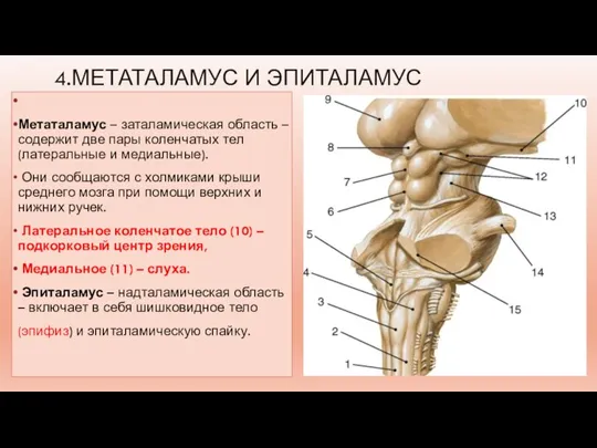 4.МЕТАТАЛАМУС И ЭПИТАЛАМУС Метаталамус – заталамическая область – содержит две пары коленчатых