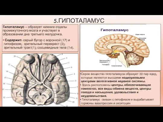 5.ГИПОТАЛАМУС Гипоталамус – образует нижние отделы промежуточного мозга и участвует в образовании