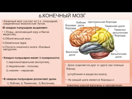 6.КОНЕЧНЫЙ МОЗГ Конечный мозг состоит из 2-х полушарий, соединённых мозолистым телом. В