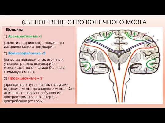 8.БЕЛОЕ ВЕЩЕСТВО КОНЕЧНОГО МОЗГА Волокна: 1) Ассоциативные -1 (короткие и длинные) –