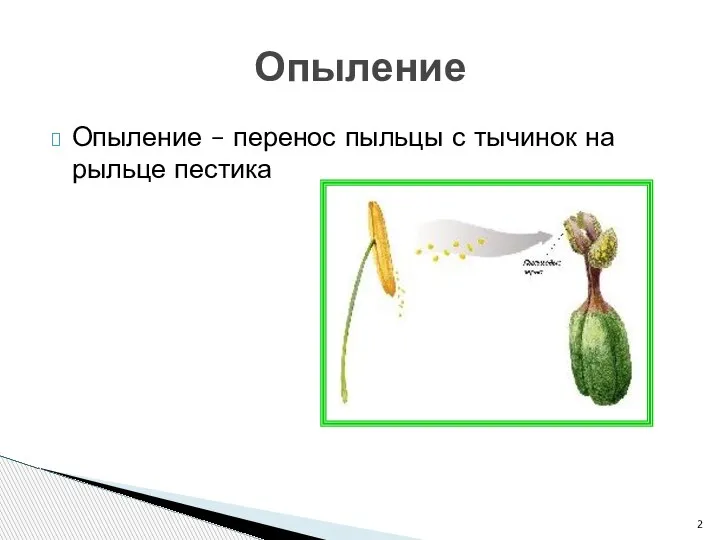 Опыление – перенос пыльцы с тычинок на рыльце пестика Опыление