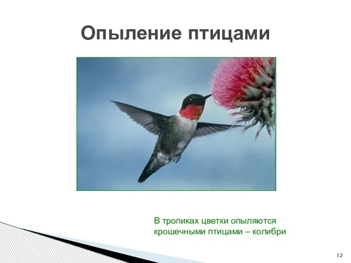 Опыление птицами В тропиках цветки опыляются крошечными птицами – колибри