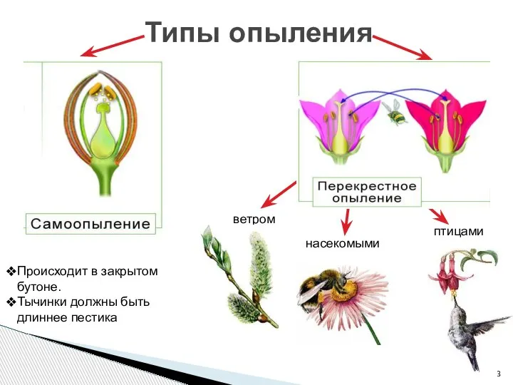 Типы опыления самоопыление перекрестное Происходит в закрытом бутоне. Тычинки должны быть длиннее пестика ветром насекомыми птицами