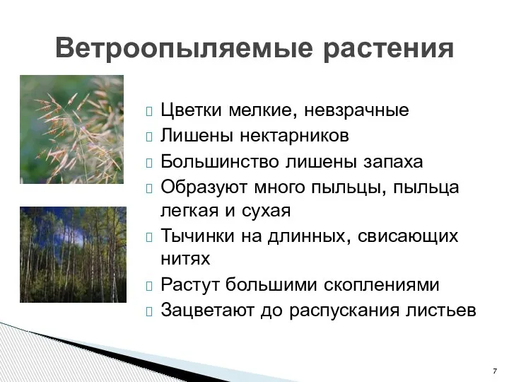 Цветки мелкие, невзрачные Лишены нектарников Большинство лишены запаха Образуют много пыльцы, пыльца