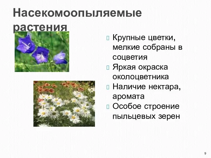 Насекомоопыляемые растения Крупные цветки, мелкие собраны в соцветия Яркая окраска околоцветника Наличие