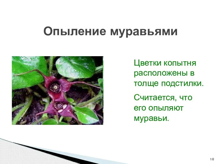 Опыление муравьями Цветки копытня расположены в толще подстилки. Считается, что его опыляют муравьи.