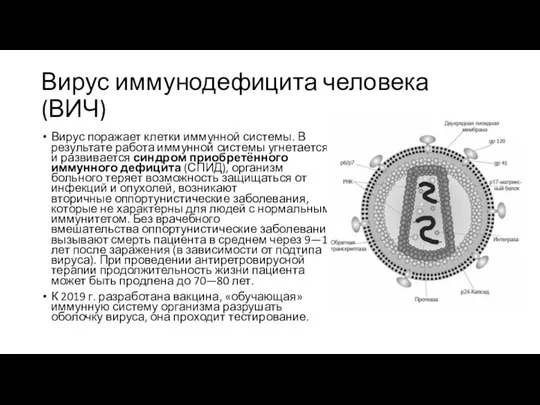 Вирус иммунодефицита человека (ВИЧ) Вирус поражает клетки иммунной системы. В результате работа