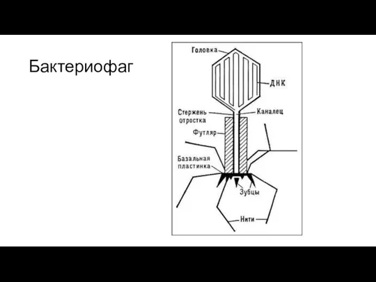 Бактериофаг