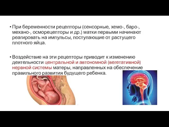 При беременности рецепторы (сенсорные, хемо-, баро-, механо-, осморецепторы и др.) матки первыми