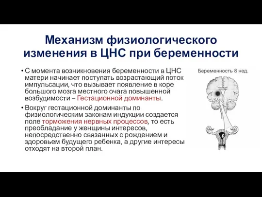 Механизм физиологического изменения в ЦНС при беременности С момента возникновения беременности в