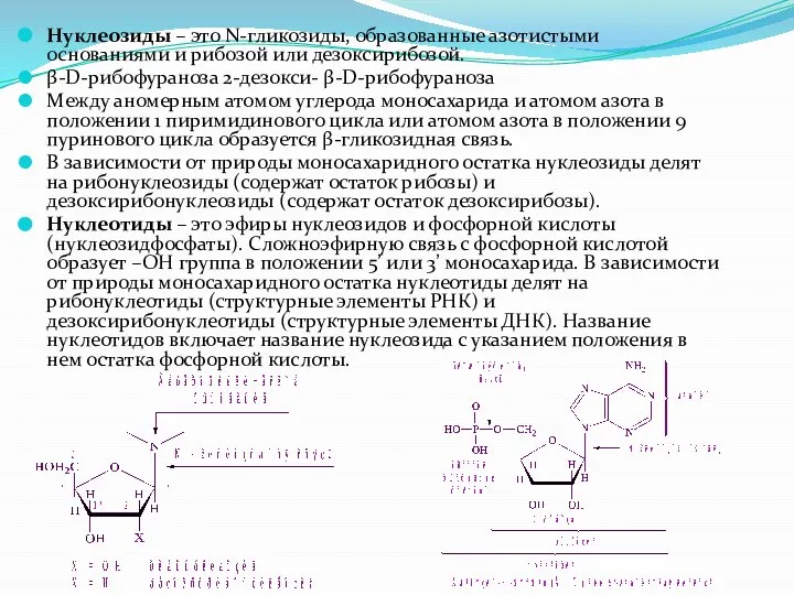 Нуклеозиды – это N-гликозиды, образованные азотистыми основаниями и рибозой или дезоксирибозой. β-D-рибофураноза