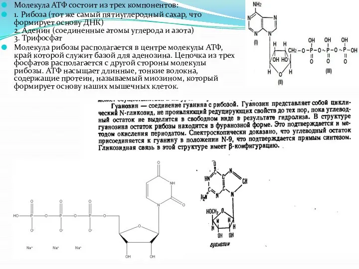 Молекула АТФ состоит из трех компонентов: 1. Рибоза (тот же самый пятиуглеродный