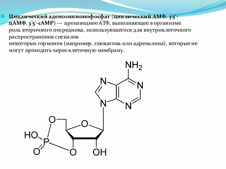 Циклический аденозинмонофосфат (циклический AMФ, 3'5'-цAMФ, 3'5'-cAMP) — производное АТФ, выполняющее в организме