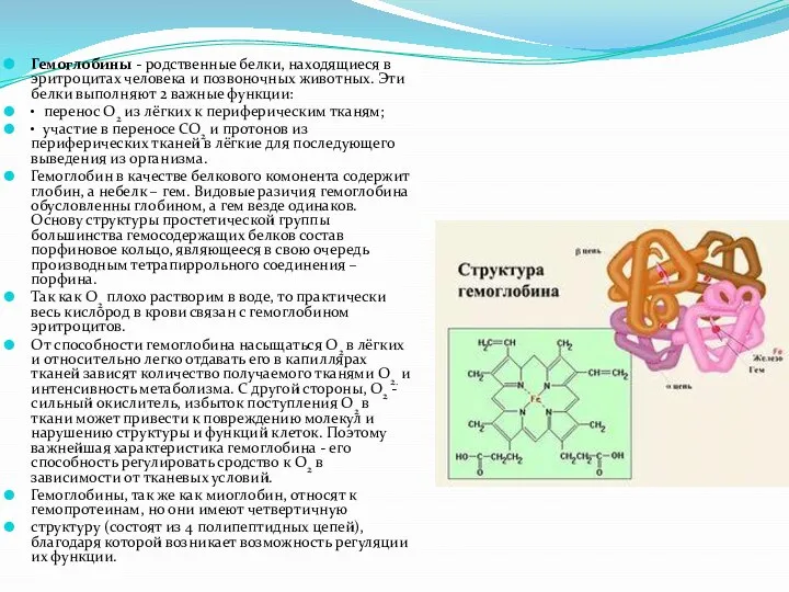 Гемоглобины - родственные белки, находящиеся в эритроцитах человека и позвоночных животных. Эти