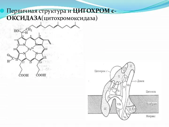 Первичная структура и ЦИТОХРОМ с-ОКСИДАЗА(цитохромоксидаза)