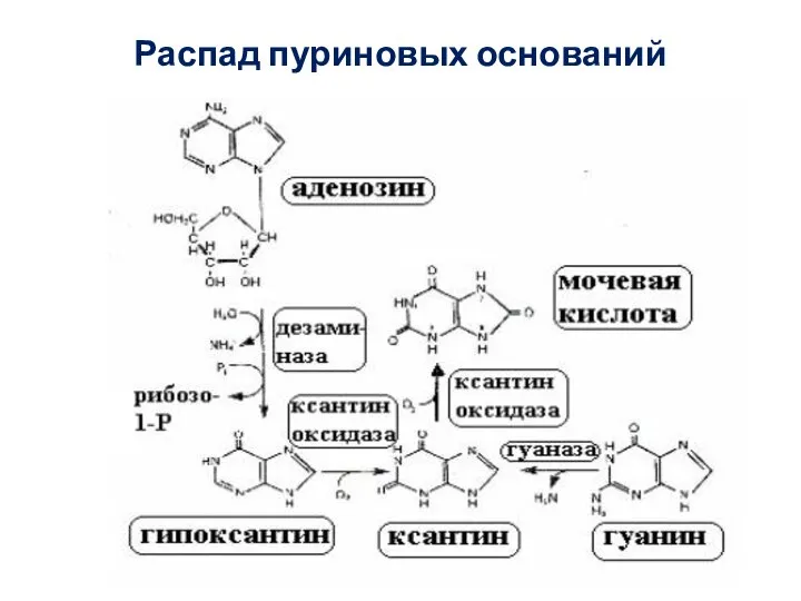 Распад пуриновых оснований