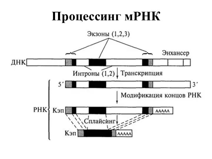 Процессинг мРНК