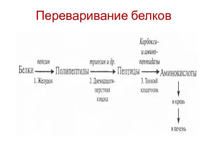 Переваривание белков