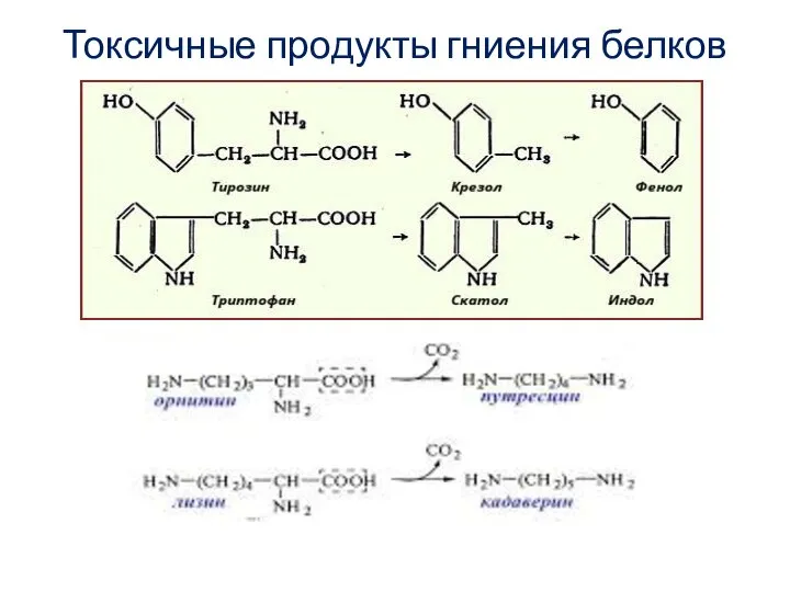 Токсичные продукты гниения белков