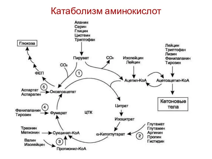 Катаболизм аминокислот