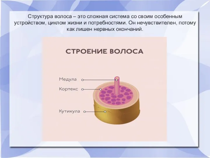 Структура волоса – это сложная система со своим особенным устройством, циклом жизни