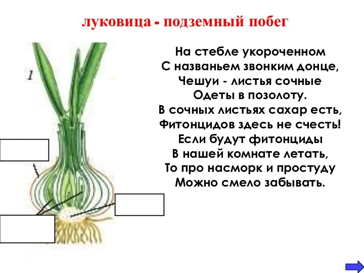 донце почки чешуи луковица - подземный побег На стебле укороченном С названьем