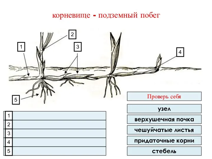 1. 2. 3. 4. 5. верхушечная почка чешуйчатые листья придаточные корни стебель