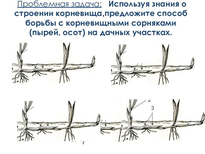 Проблемная задача: Используя знания о строении корневища,предложите способ борьбы с корневищными сорняками