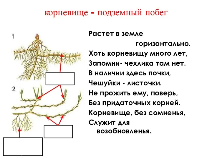 корневище - подземный побег Растет в земле горизонтально. Хоть корневищу много лет,