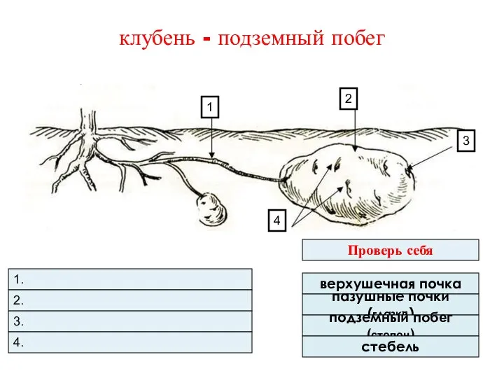 клубень - подземный побег 3. 4. 1. 2. Проверь себя верхушечная почка