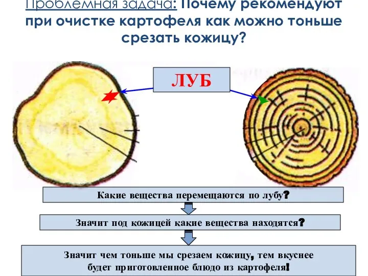 Проблемная задача: Почему рекомендуют при очистке картофеля как можно тоньше срезать кожицу?