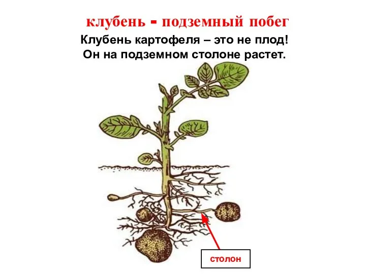 Клубень картофеля – это не плод! Он на подземном столоне растет. клубень - подземный побег