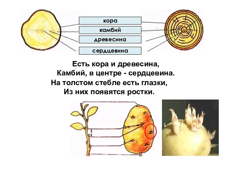 сердцевина кора древесина камбий Есть кора и древесина, Камбий, в центре -