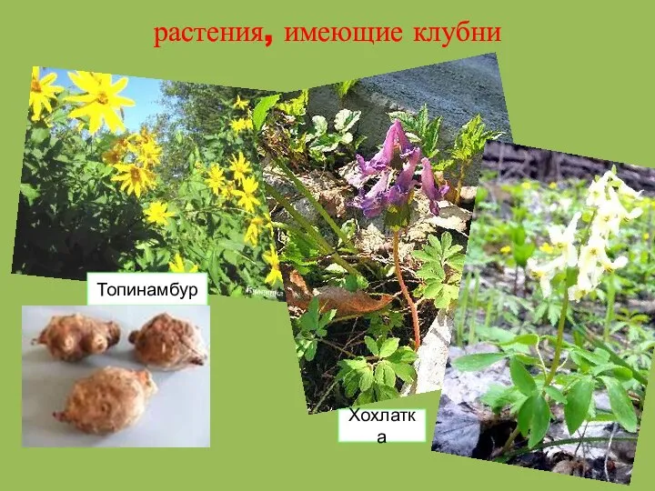 растения, имеющие клубни Хохлатка Топинамбур