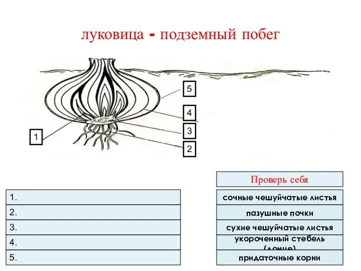 луковица - подземный побег 1. 2. 3. 4. 5. сочные чешуйчатые листья