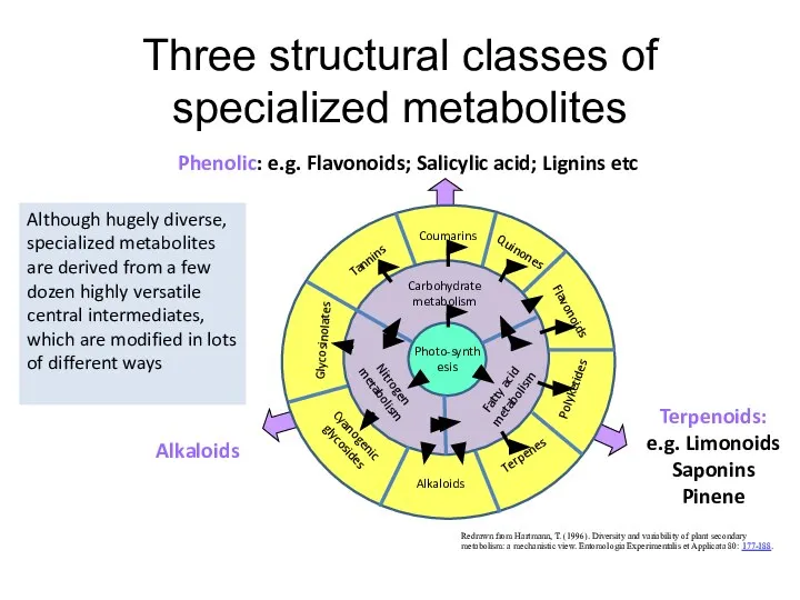 Redrawn from Hartmann, T. (1996). Diversity and variability of plant secondary metabolism: