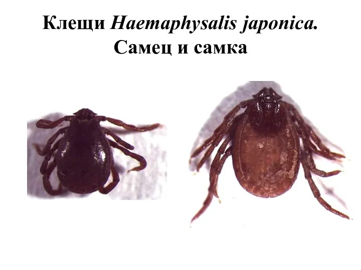 Клещи Haemaphysalis japonica. Самец и самка