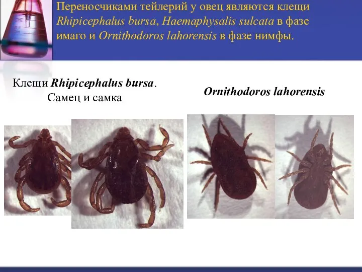 Переносчиками тейлерий у овец являются клещи Rhipicephalus bursa, Haemaphysalis sulcata в фазе