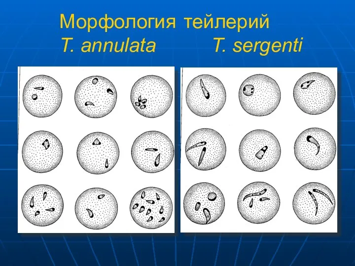 Морфология тейлерий T. annulata T. sergenti