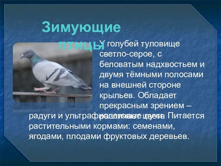 У голубей туловище светло-серое, с беловатым надхвостьем и двумя тёмными полосами на