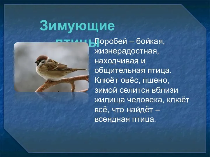 Воробей – бойкая, жизнерадостная, находчивая и общительная птица. Клюёт овёс, пшено, зимой