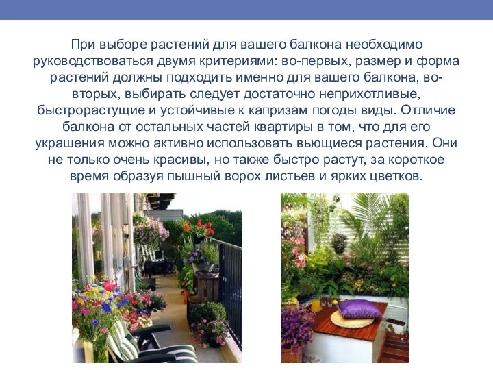 При выборе растений для вашего балкона необходимо руководствоваться двумя критериями: во-первых, размер