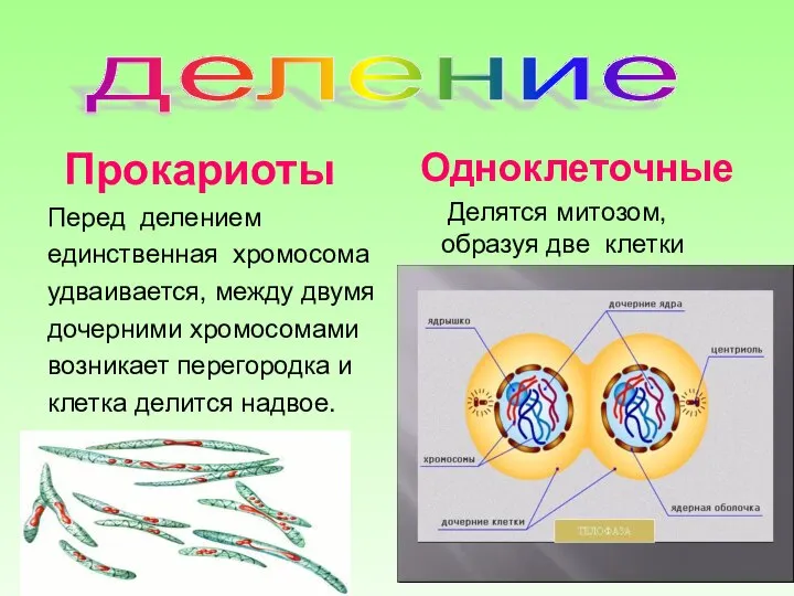 деление Прокариоты Перед делением единственная хромосома удваивается, между двумя дочерними хромосомами возникает