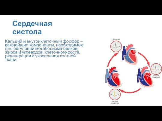 Сердечная систола Кальций и внутриклеточный фосфор – важнейшие компоненты, необходимые для регуляции