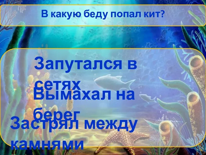 В какую беду попал кит? Запутался в сетях Вымахал на берег Застрял между камнями