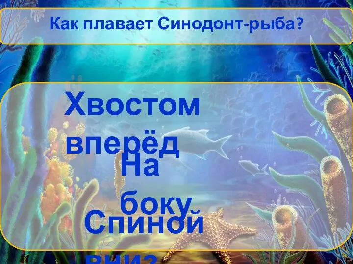 Как плавает Синодонт-рыба? Хвостом вперёд На боку Спиной вниз